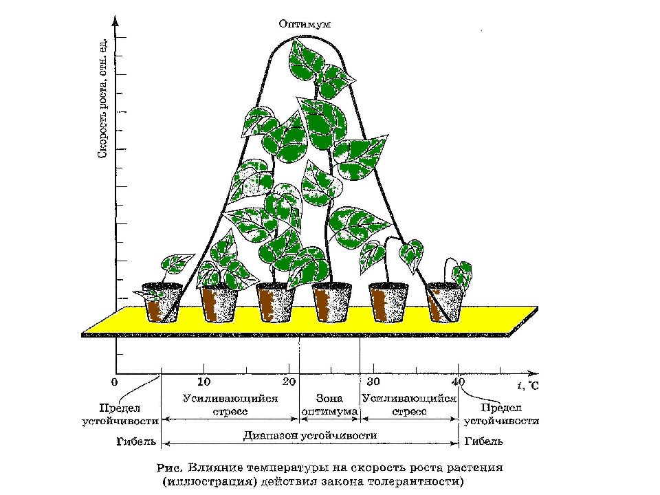 В чем особенность процесса роста у растений. Зависимость роста растений от температуры. Влияние температуры на растения. Влияние температуры на развитие растений. Влияние температуры на рост растений.