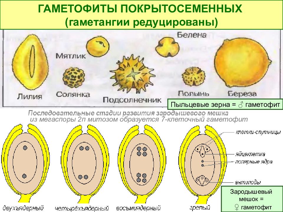 К какому классу относят растение схема развития пыльцевого зерна которого показана на рисунке