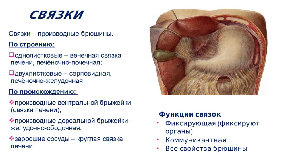 Печень брюшная полость. Серповидная связка печени на брюшине. Производные брюшины анатомия. Образования брюшины связки. Печеночно почечная связка анатомия.