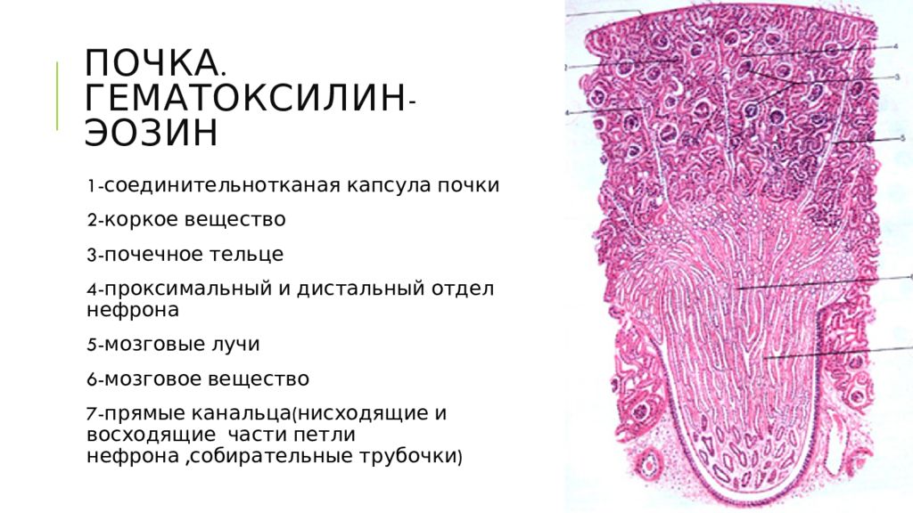 Почка гистология. Мозговое вещество почки гистология. Строма почки гистология. Почка окраска гематоксилин-эозином. Почка гистология рисунок.