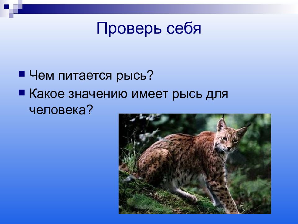 Лексическое значение рысь. Сообщение о рыси. Ступою едет. Рысь сообщение для 4 класса окружающий мир. Загадка про рыся.