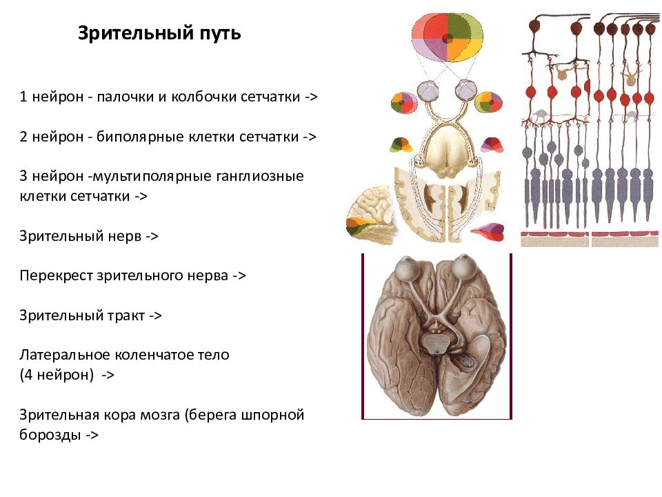 Зрительный путь. Нейроны зрительного пути. Зрительный путь анатомия. Нейроны зрительного нерва.