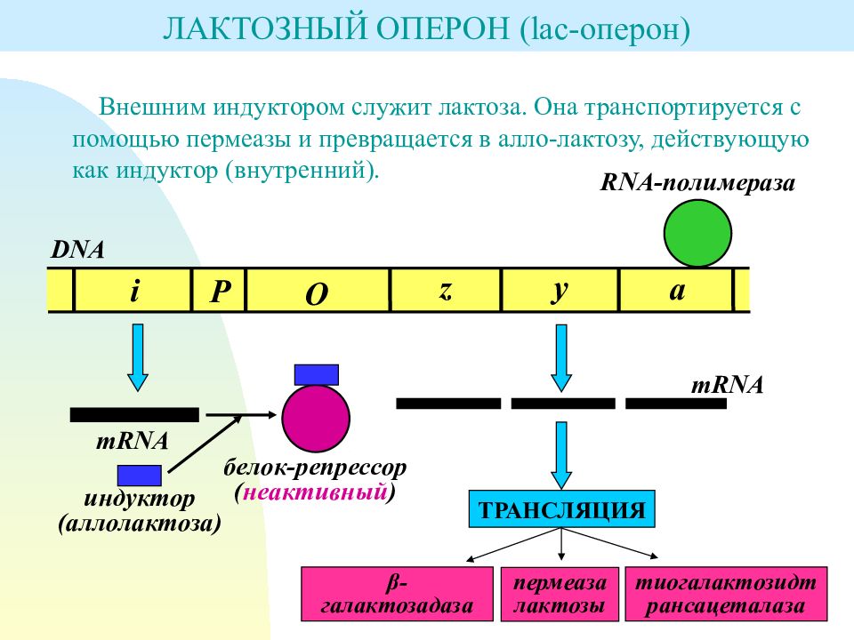 Ген кодирует синтез. Негативная индукция оперона. Лактоза Глюкоза оперон. Регуляция лактозного оперона кишечной палочки. Лак оперон регуляция.