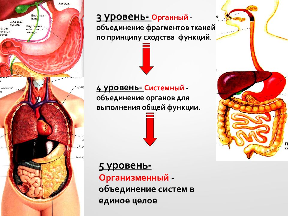 Органы объединения