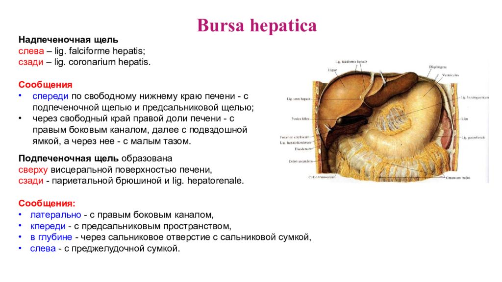 Печеночная сумка. Сальниковая печеночная и преджелудочная сумки. Преджелудочная сумка брюшины. Топография преджелудочной сумки. Печеночная сумка и преджелудочная сумка.