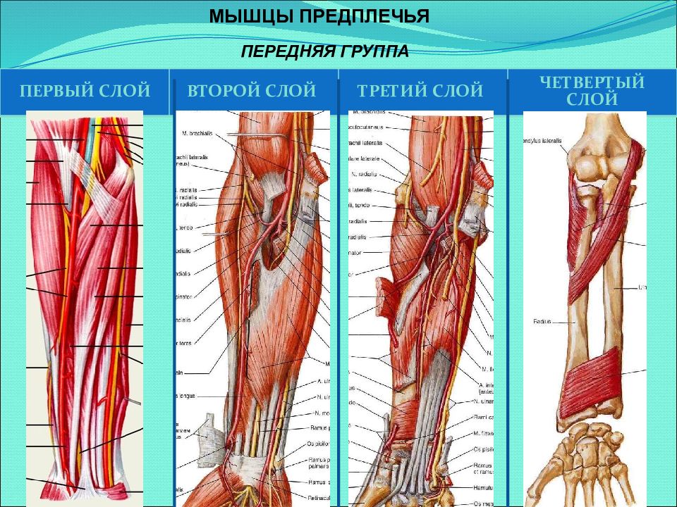 Переднее предплечье. Передняя группа мышц предплечья слои. Мышцы предплечья передняя группа 3 слой. 4 Слоя мышц предплечья. Мышцы предплечья атлас.