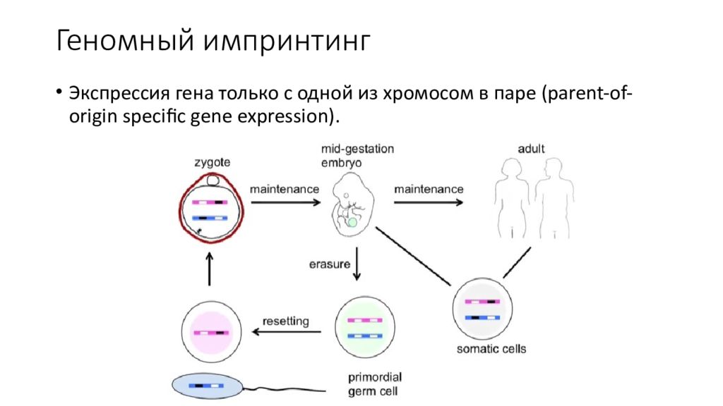 Импринт что это