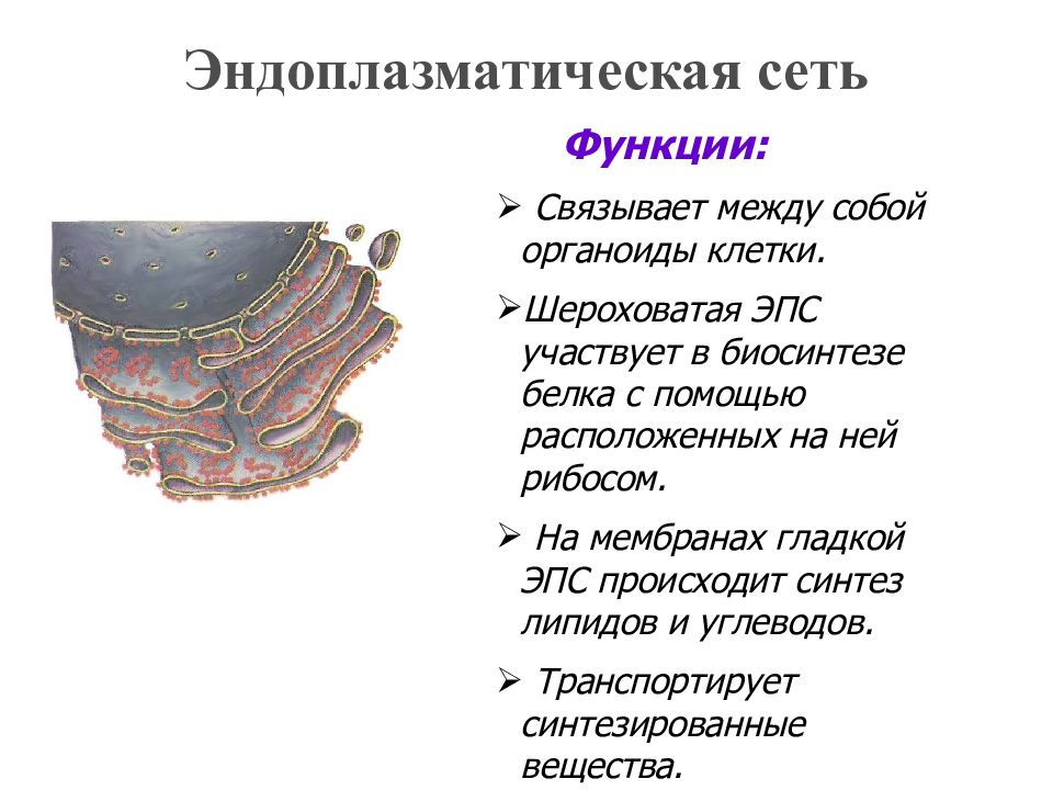 Гладкая эндоплазматическая сеть. Шероховатая эндоплазматическая сеть функции. Эндоплазматическая сеть гладкая и шероховатая. Гладкая эндоплазматическая сеть функции. Гладкая эндоплазматическая сеть фото.