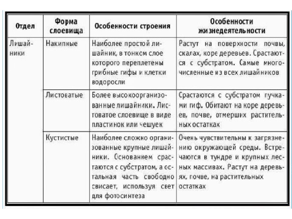 Грибы
