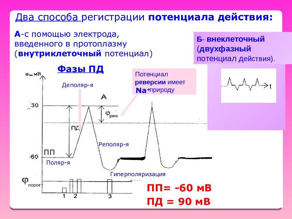 Способы регистрации. Метод регистрации потенциала действия. Методы регистрации одно и двухфазного потенциала действия. Методы регистрации потенциала покоя. Двухфазный потенциал действия фазы.