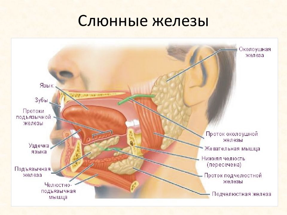 Анатомия челюстно лицевой области презентация