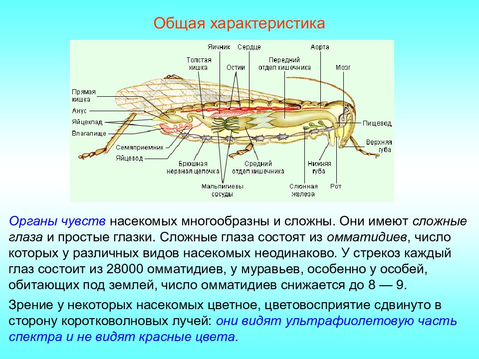 Характеристика класса насекомые. Какие утверждения о классе насекомых верны.