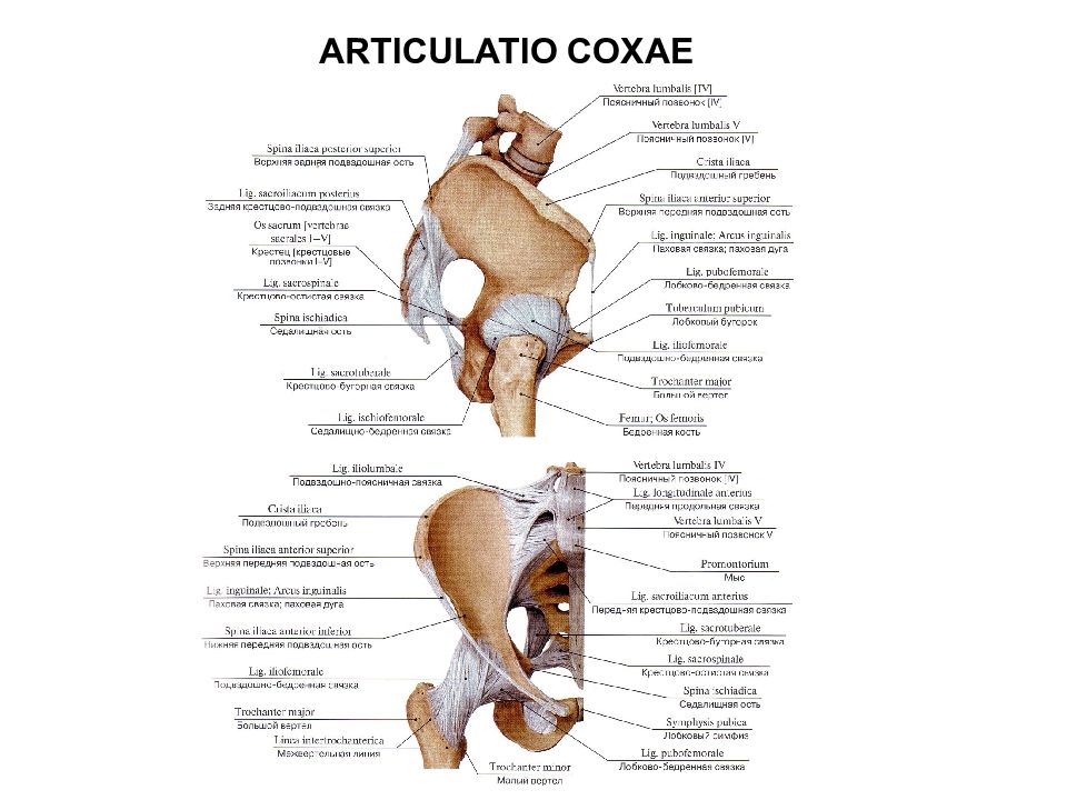 Тазобедренный сустав соединение. Тазобедренный сустав строение анатомия связки. Связки тазобедренного сустава вид спереди. Кости тазы суставы анатомия. Анатомия костей тазобедренного сустава.