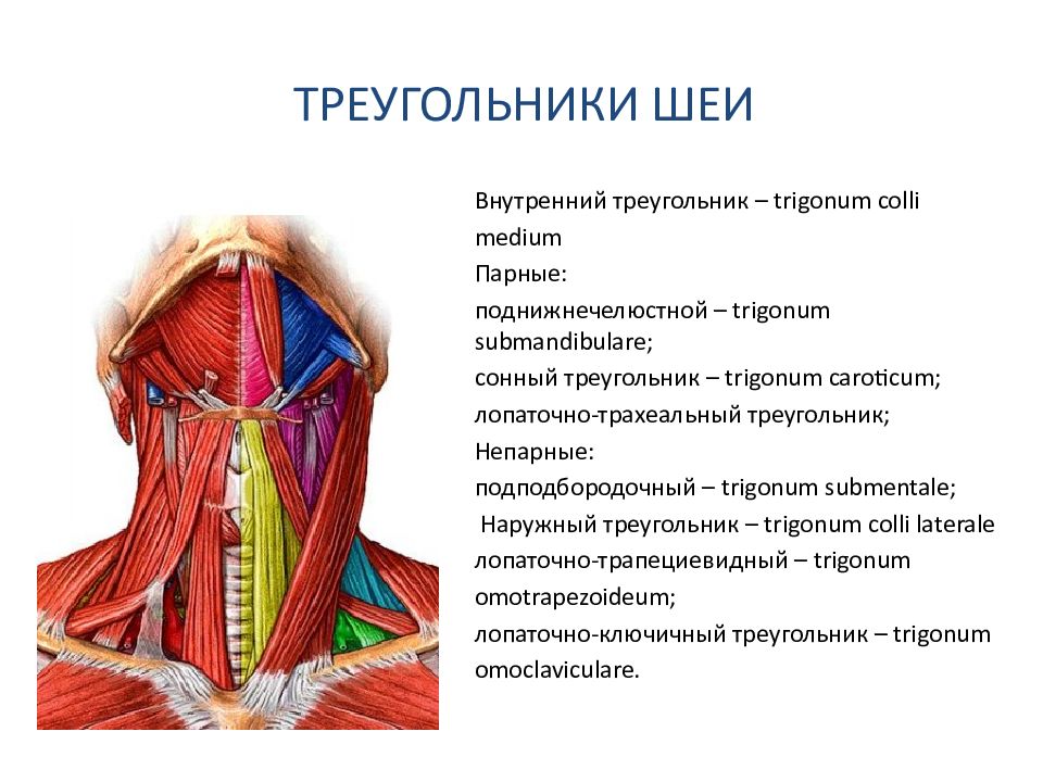 Треугольники шеи презентация