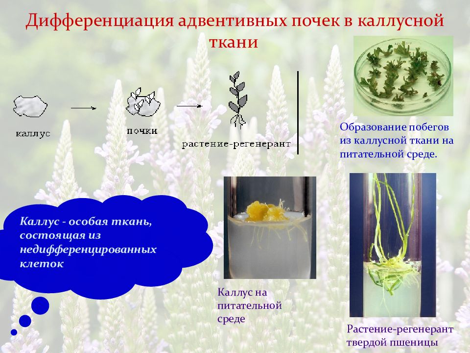 Каллусная ткань презентация