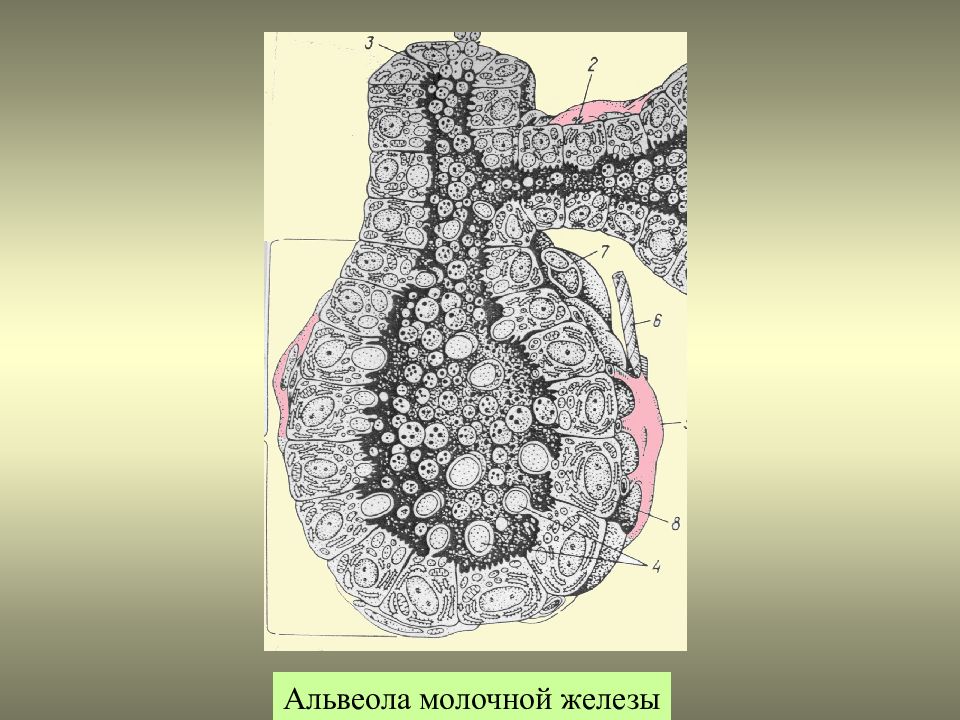 Железистая железа. Схема строения альвеолы молочной железы. Альвеолы молочной железы гистология. Анатомия альвеолы молочной железы. Эпителий альвеол молочной железы.