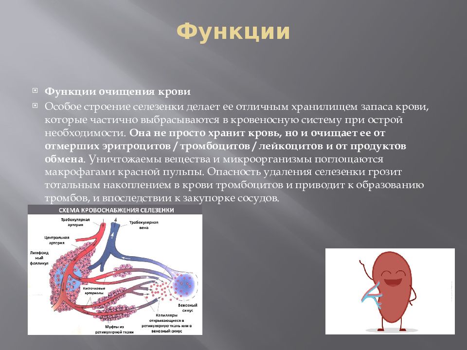 Селезенка анатомия презентация