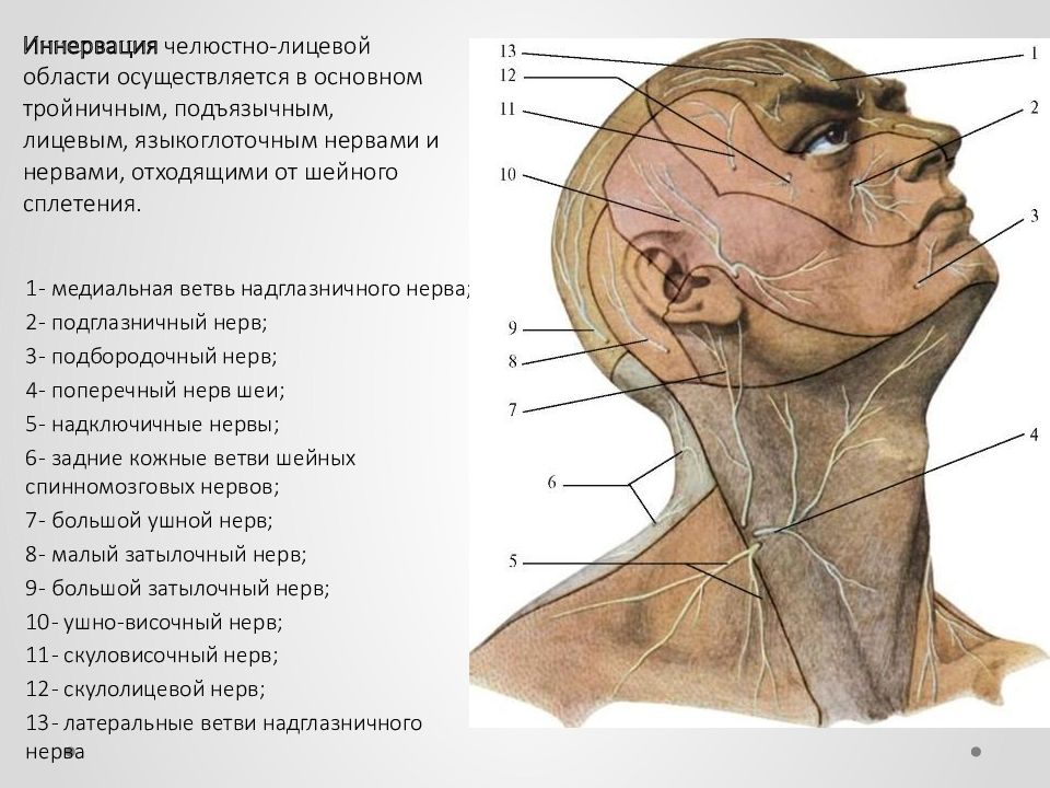 Нервные окончания лица схема