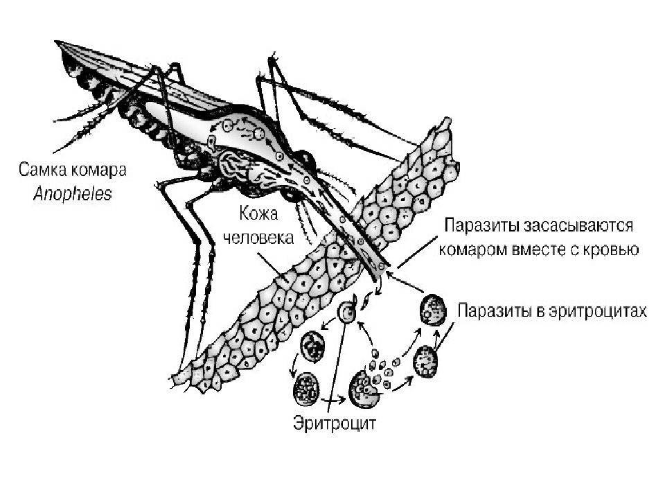 Развитие комара. Малярийный плазмодий строение. Стадии развития малярийного комара. Малярийный плазмодий строение рисунок. Размножение малярийного комара.