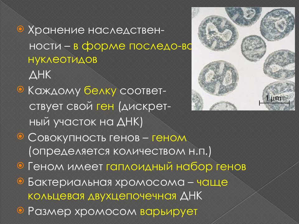 Функция хранения наследственной информации. Хранение наследственной информации вирусы. Способы хранения генетической информации. Хранение генетической информации у вирусов. Наследственной информацией вирусов является.