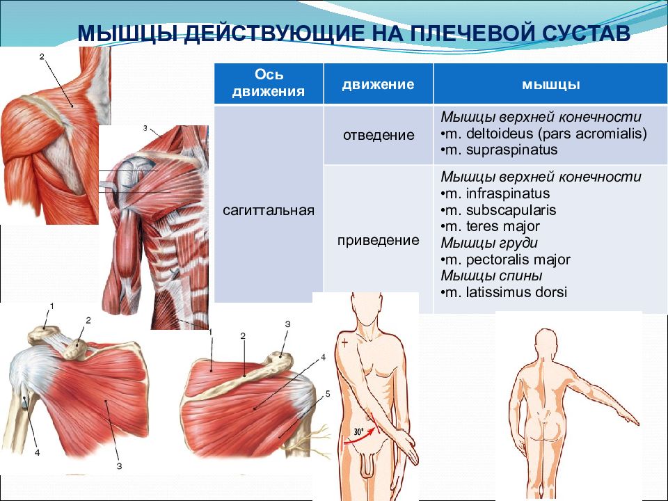 Какие мышцы участвуют. Плечевой сустав мышцы действующие на сустав. Мышцы обеспечивающие движение в плечевом суставе. Мышцы приводящие в движение плечевой сустав. Отведение плечевого сустава мышцы.