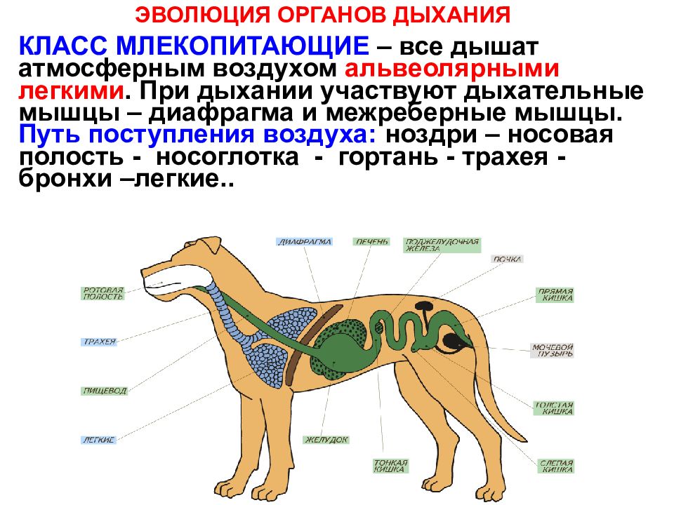 Дыхательная система млекопитающих картинка