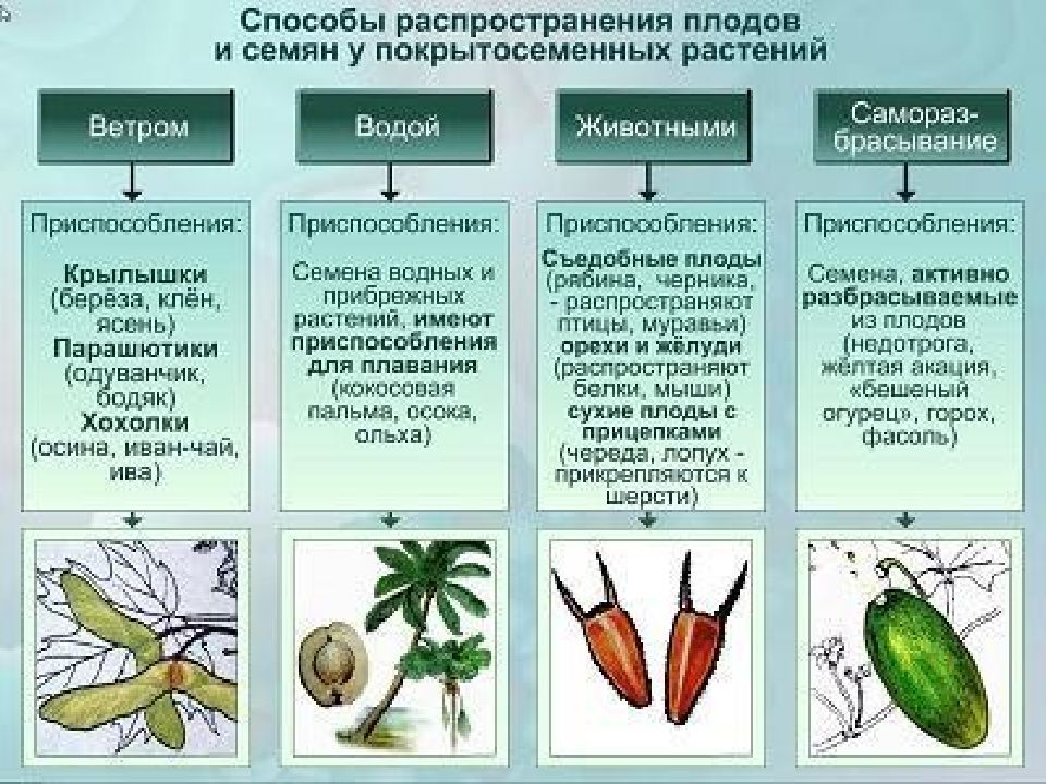 Пользуясь рисунком найдите признаки доказывающие принадлежность цветкового растения к классу