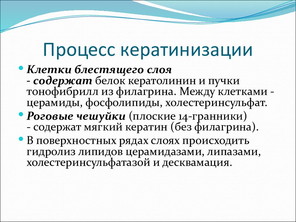 процесс кератинизации. процесс кератинизации гистология. процесс кератинизации. ороговение кератинизация гистология. кератинизация эпителия.