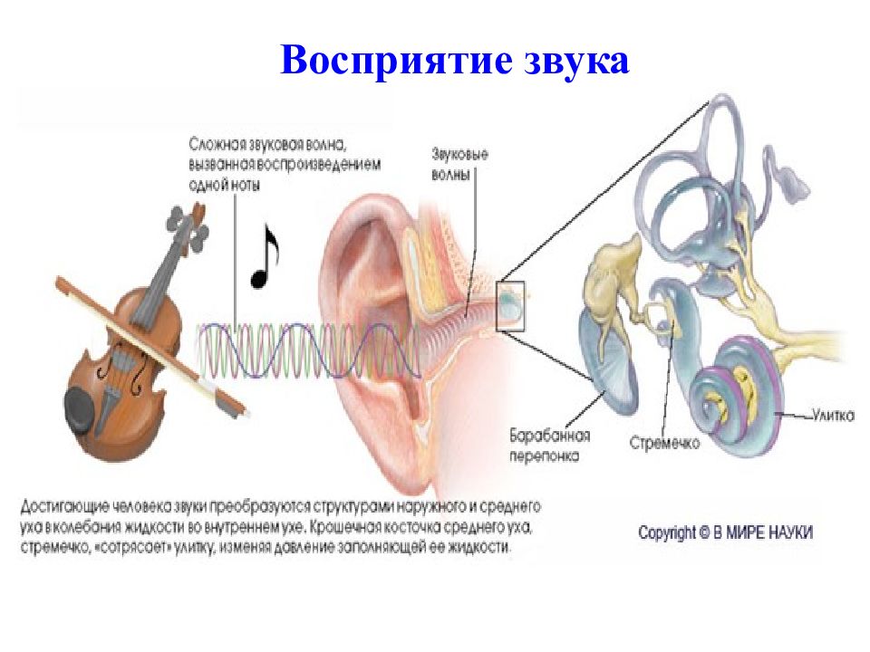 Восприятие звука. Восприятие ухом звука схема. Как человек воспринимает звук. Влияние звука на человека. Влияние звука и шума на организм человека.