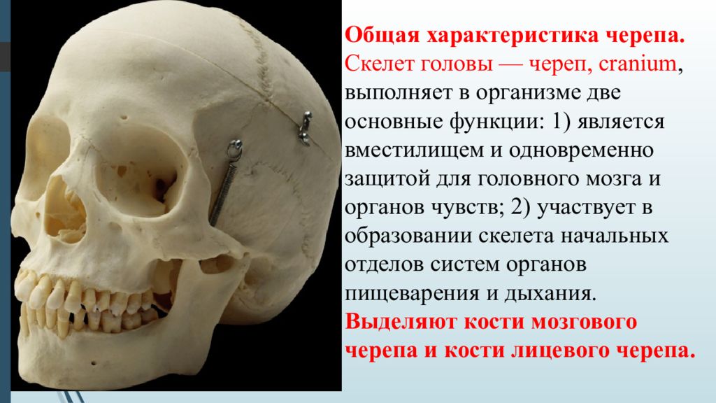 Скелет головы функции. Кости мозгового отдела черепа. Скелет головы кости головного черепа. Кости черепа функции. Характеристика костей мозгового черепа.
