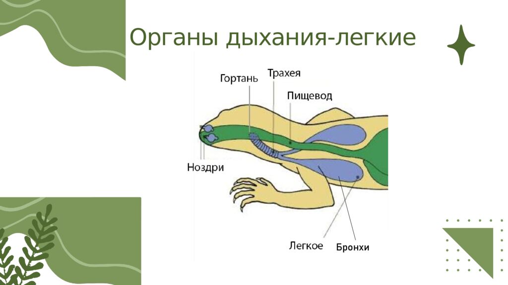 Общая характеристика пресмыкающихся