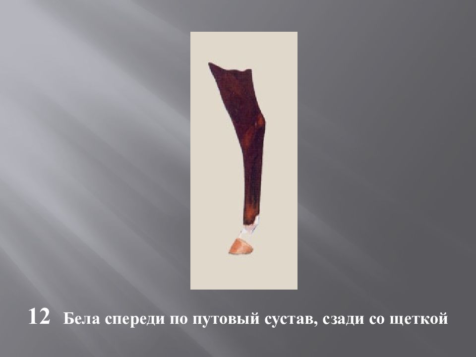 Масти и отметины у лошадей