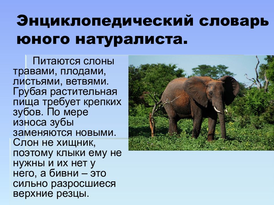 факты о слонах. размеры слона. хоботные индийский слон. описание слона. где живут слоны.