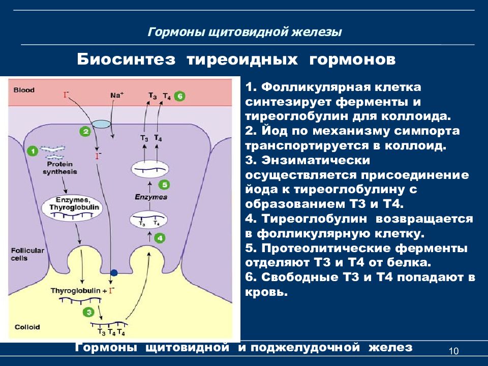 Синтез тиреоидных гормонов схема