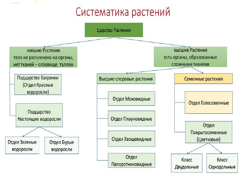 На какие царства разделяют в настоящее время все известные организмы?