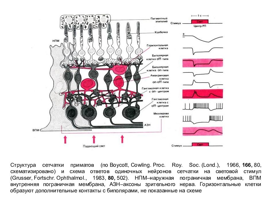 Схема гистологического строения сетчатки