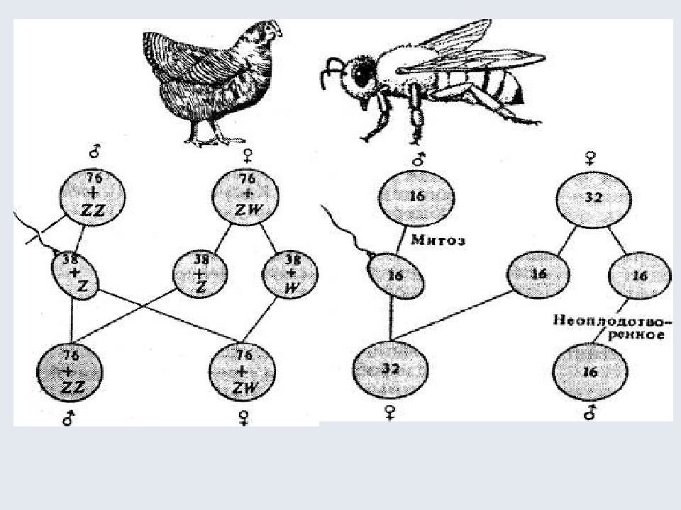 У каких животных нет половых хромосом. Генетика половых хромосом. Генетика пола у пчел. Генетика пола термины. Генетика пола схема.