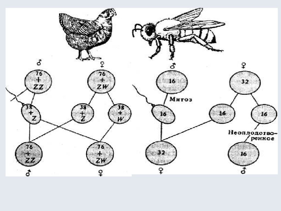 Хромосомы у животных. Генетическая структура половых хромосом. Генетика пола термины. Хромосомный набор птиц. Половые хромосомы кузнечиков.