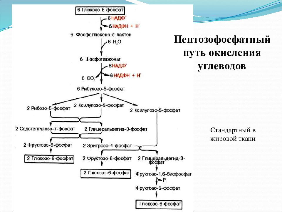 Окисление углеводов. Пентозофосфатный путь окисления углеводов. Пентозный путь окисления углеводов. Пентозофосфатный путь обмена углеводов поставляет НАДФН для. Пентозофосфатный путь в жировой ткани.