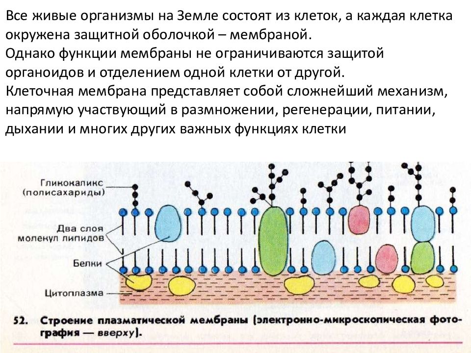 Эукариотическая клетка плазматическая мембрана. Строение мембраны клетки. Клеточная мембрана строение и функции. Структура гликокаликс и функции. Строение цитоплазматической мембраны и ее функции.