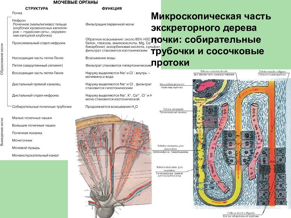 Анатомия мочевой системы презентация