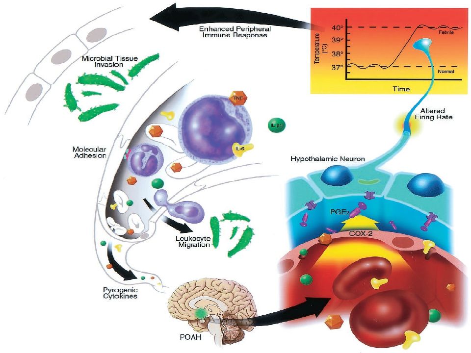 Схема патогенеза лихорадки