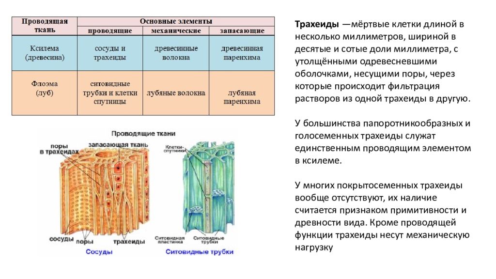 Ткани и органы растений егэ презентация