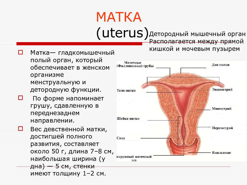 Презентация анатомия женских половых органов