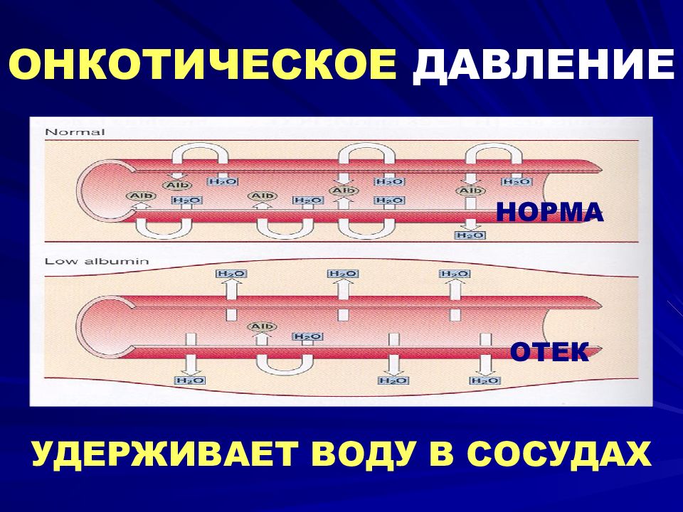 Нормальное давление в сосудах. Онкотическое давление крови это физиология. Функции онкотическое давление плазмы крови. Снижение онкотического давления крови. Показатели онкотического давления крови,.