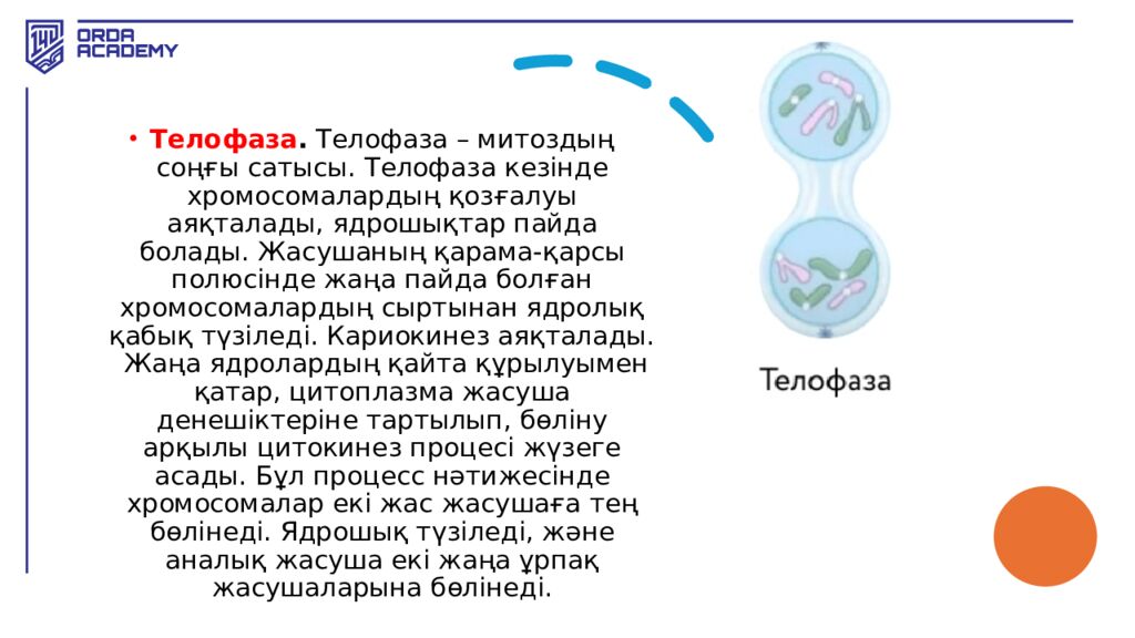 Жасушалық цикл