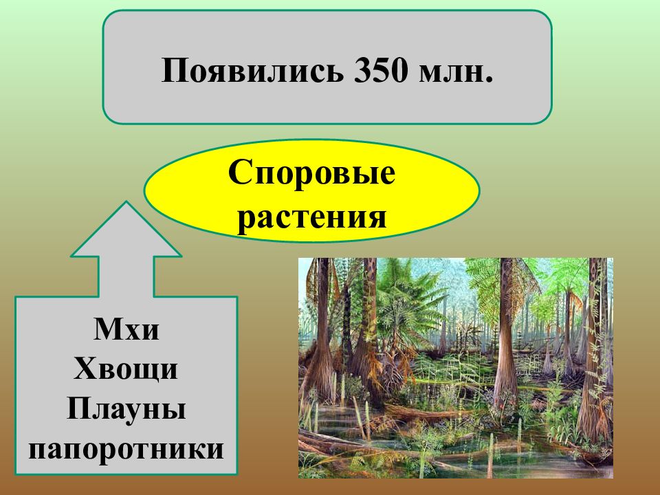 На рисунке изображен медуллоза ноэ семенной папоротник вымершее около 270 млн лет