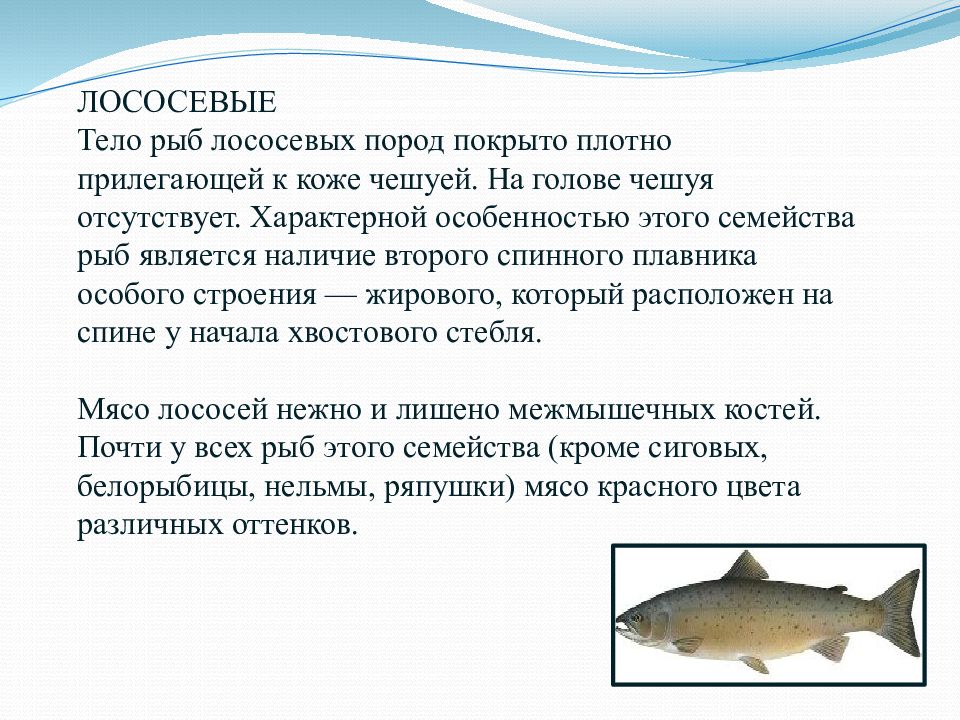 Лососевая рыба 7. Семейства рыб. Характеристика семейства лососевых рыб. Основные семейства промысловых рыб. Обработка рыбы семейства лососевых.