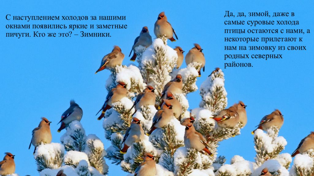 С наступлением холодов за нашими окнами появились яркие и заметные пичуги. Кто же это? – Зимники.