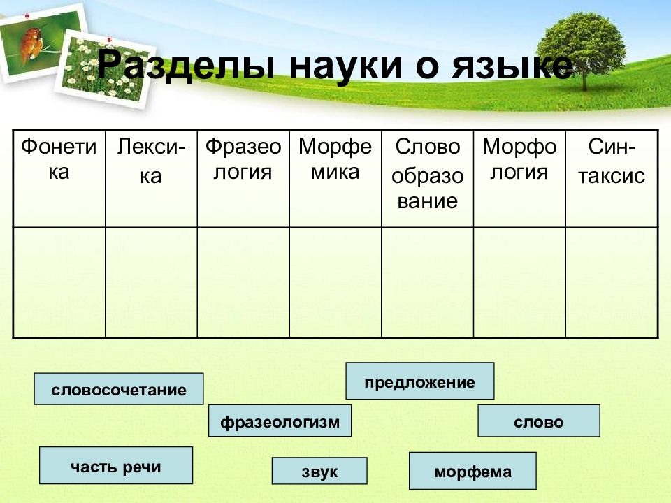 Разделы науки о языке 5 класс презентация ладыженская